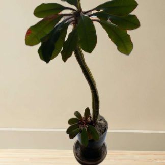 Pryšec zářivý (Euphorbia milii)