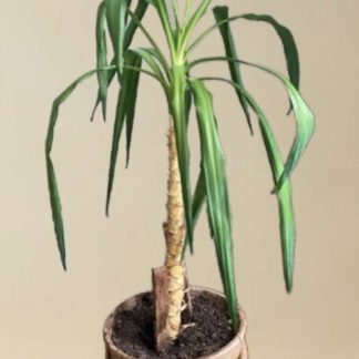 Dračinec vonný (Dracaena fragrans)