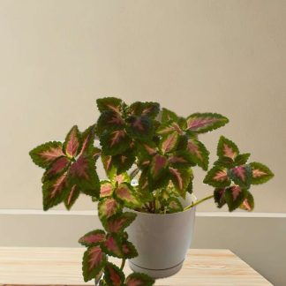 Coleus (Plectranthus scutellarioides)