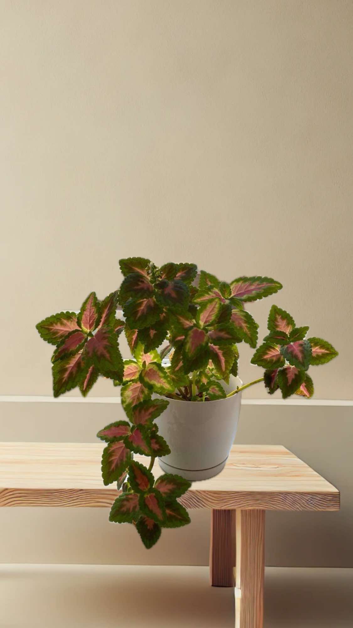 Coleus (Plectranthus scutellarioides)