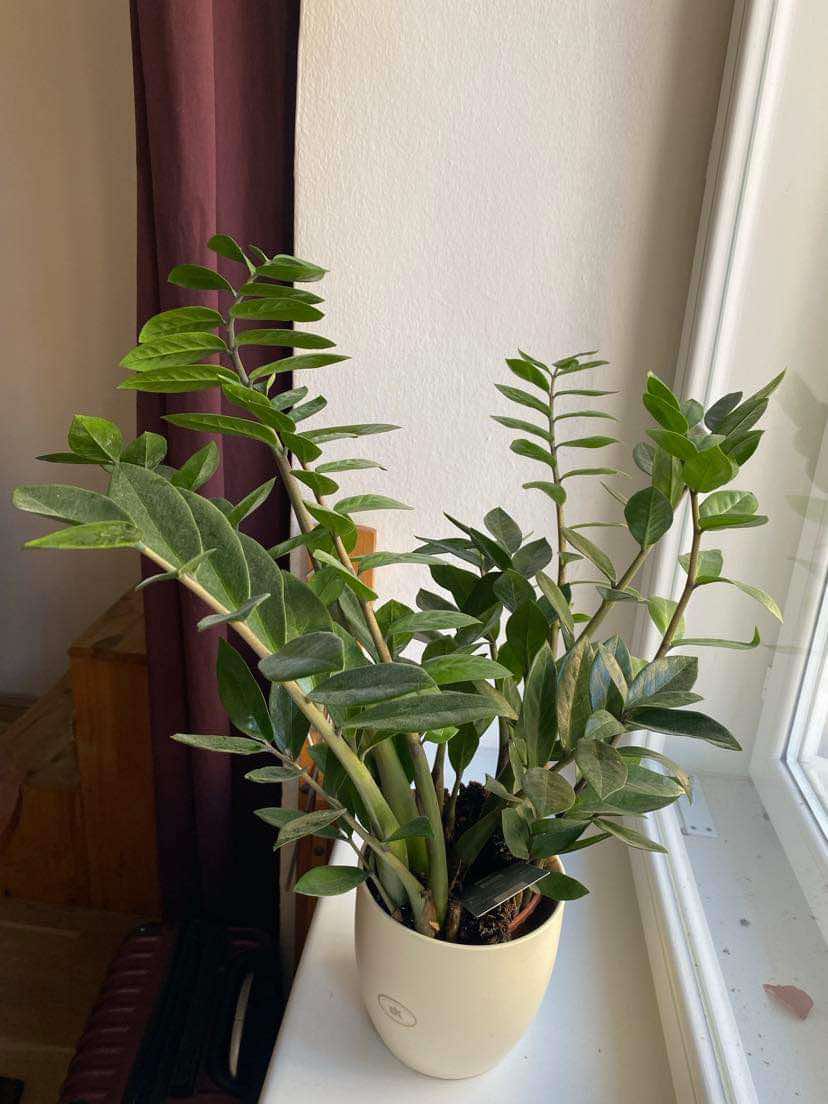 Kulkas zamiolistý (Zamiokulkas zamiifolia) - Obrázek 2