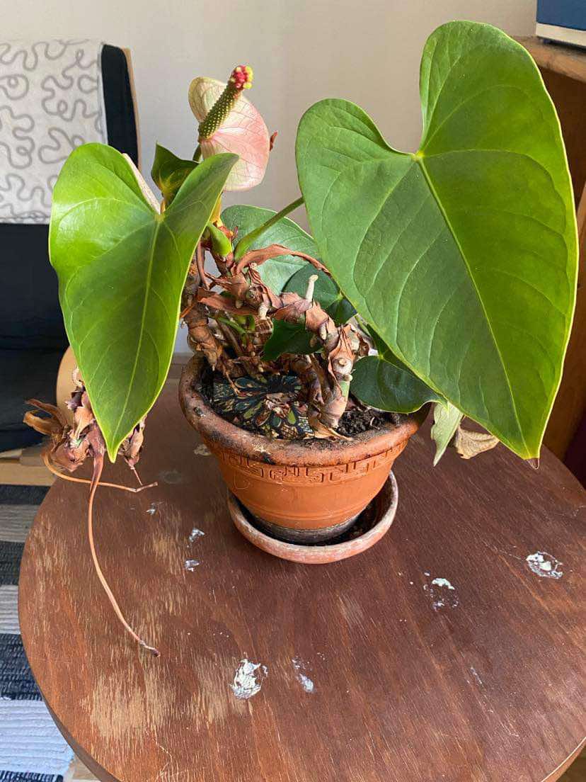 Toulitka Andréová (Soleirolia soleirolii) - Obrázek 2