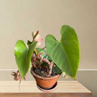 Toulitka Andréová (Soleirolia soleirolii)