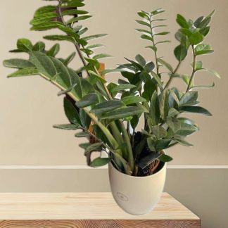 Kulkas zamiolistý (Zamiokulkas zamiifolia)