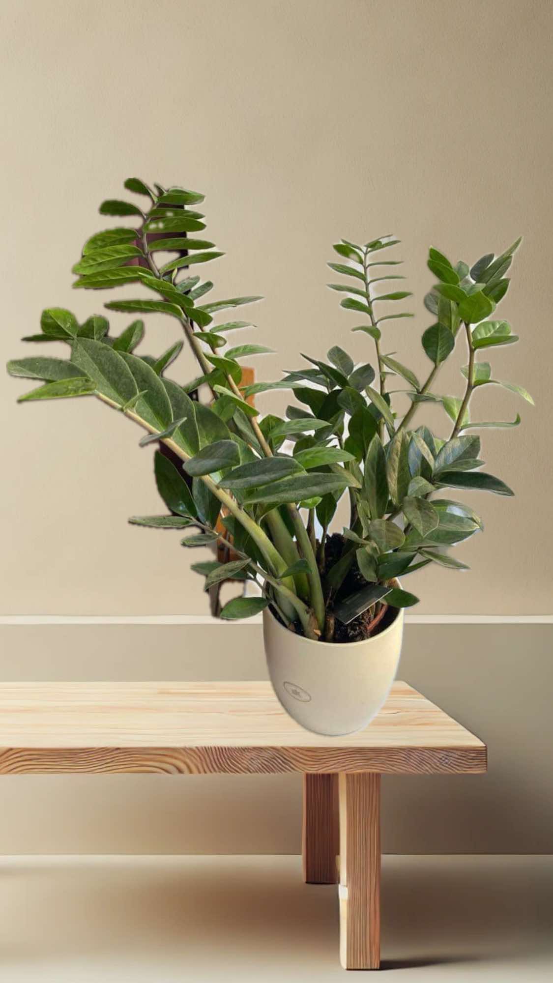 Kulkas zamiolistý (Zamiokulkas zamiifolia)