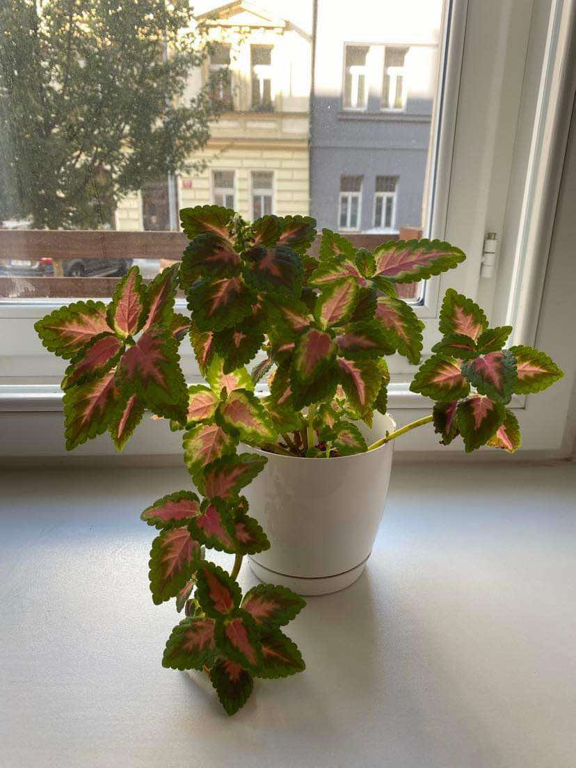 Coleus (Plectranthus scutellarioides) - Obrázek 2