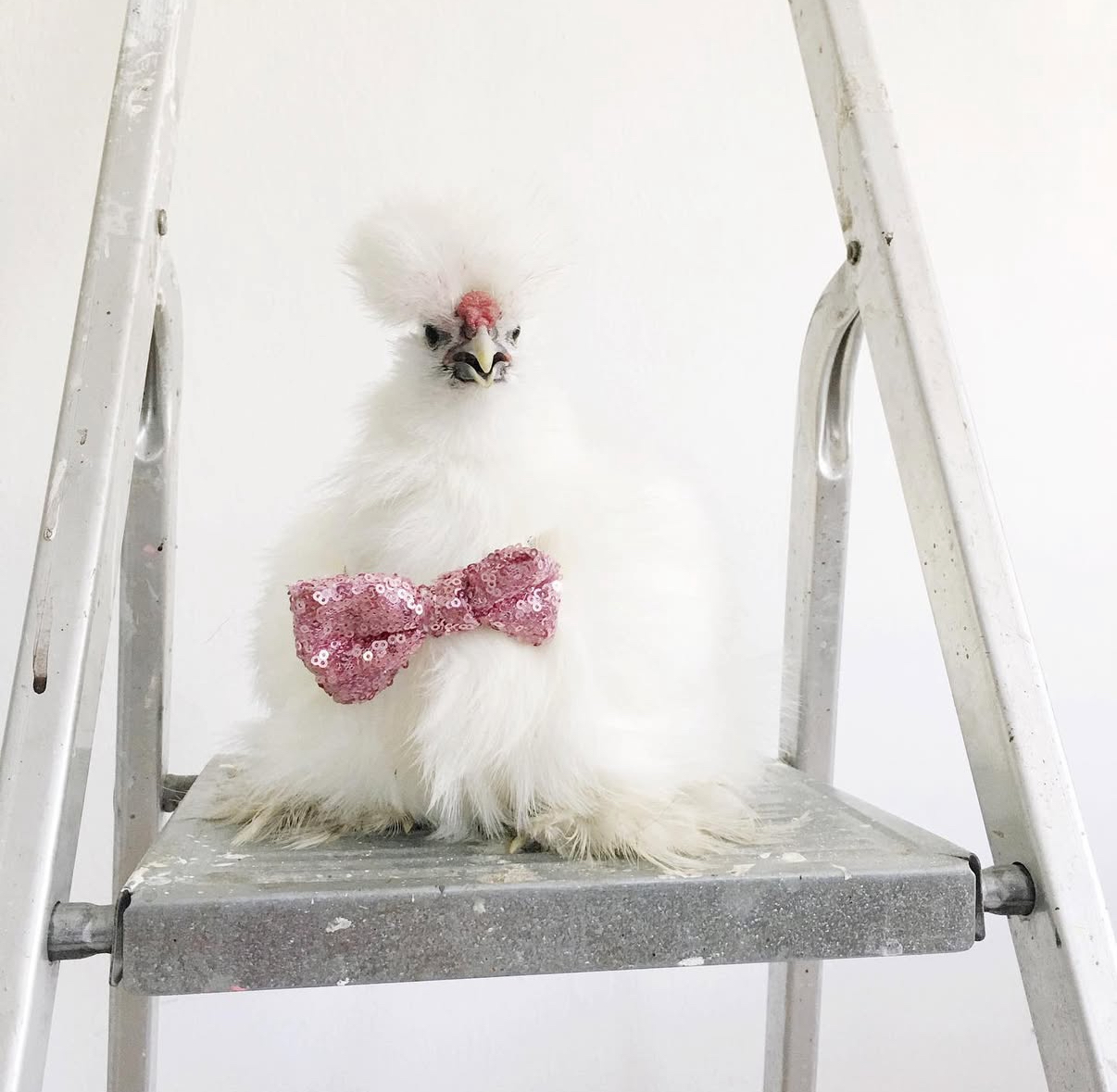 Násadová vejce hedvábniček - Obrázek 2