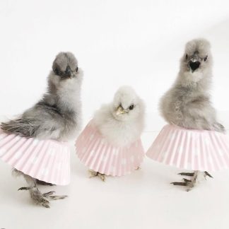 Násadová vejce hedvábniček