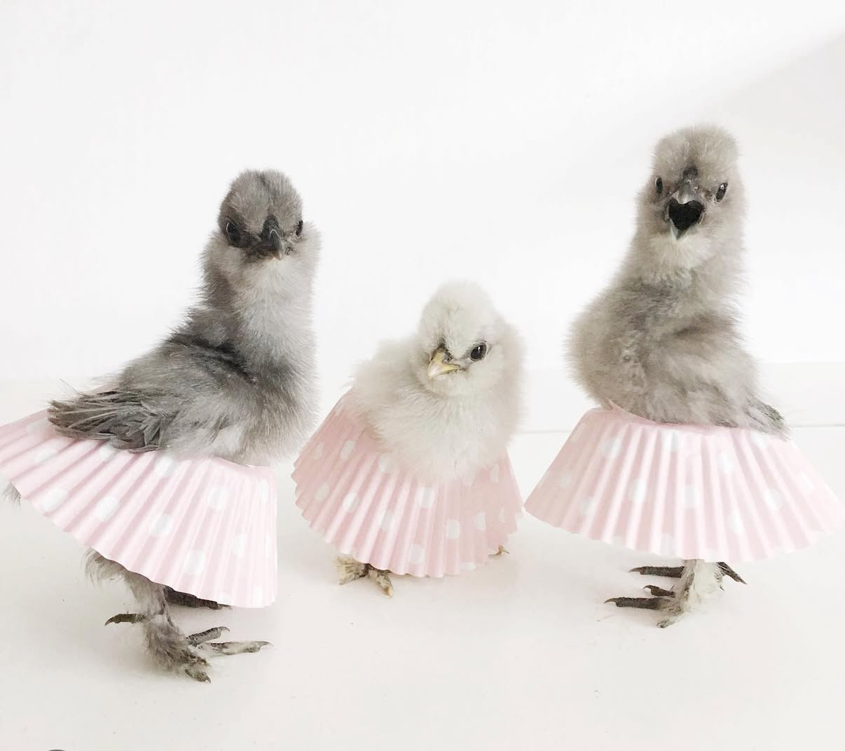 Násadová vejce hedvábniček