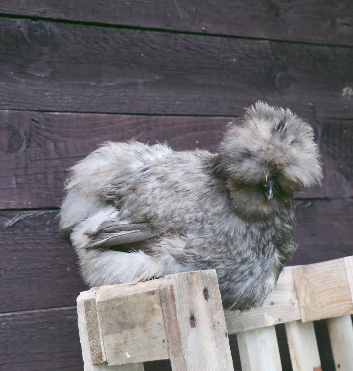 Násadová vejce hedvábniček - Obrázek 3