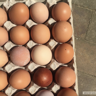 Vejce z kurníku