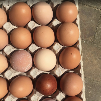 Čerstvá domácí vejce - 10ks