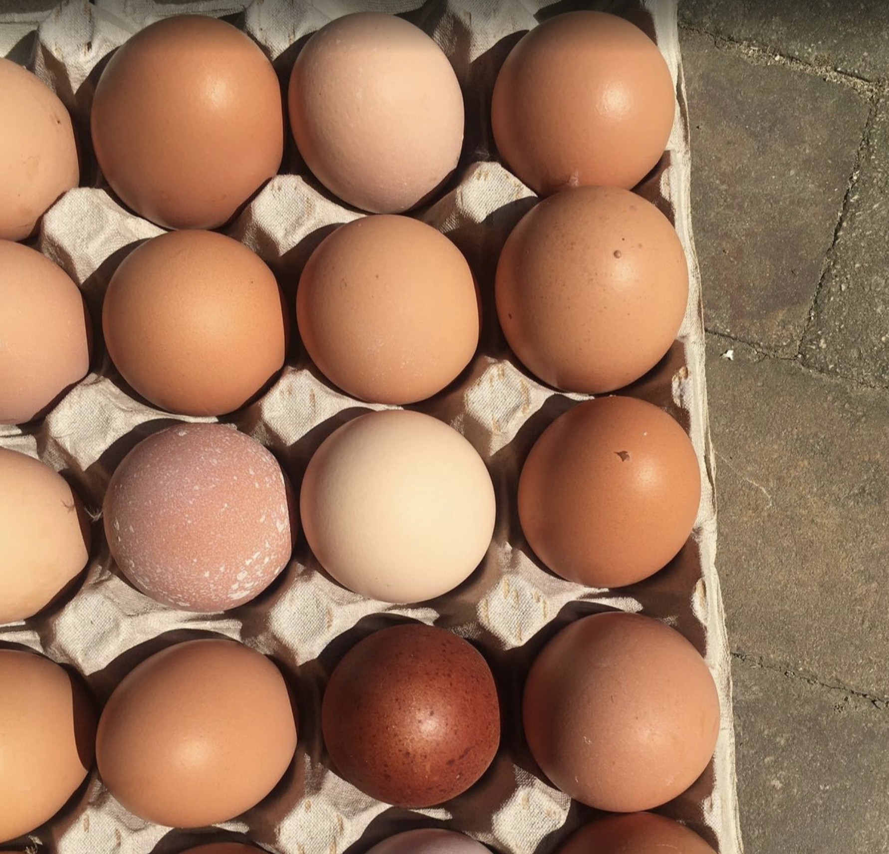 Čerstvá domácí vejce - 10ks