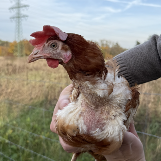 Adopce zachráněné slepice z klecového velkochovu