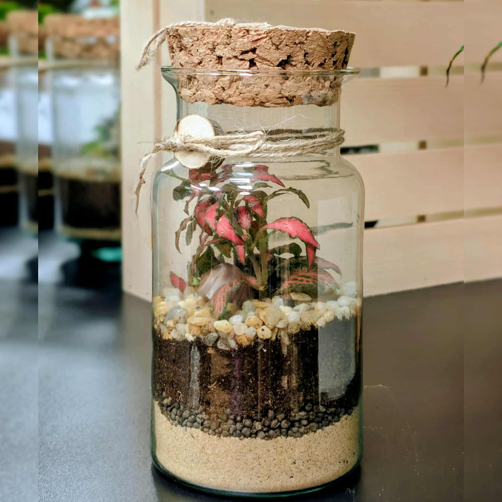 Terárium Mini