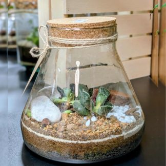 Terárium se sukulenty