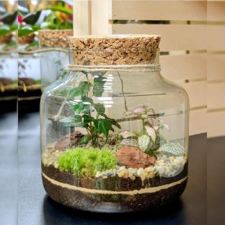 Terárium Maxi