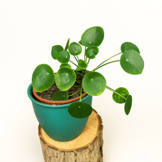 Pilea Peperomioides