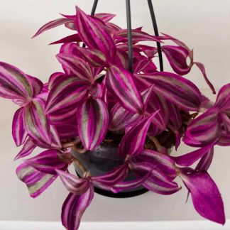 Tradescantia Pink Paradise