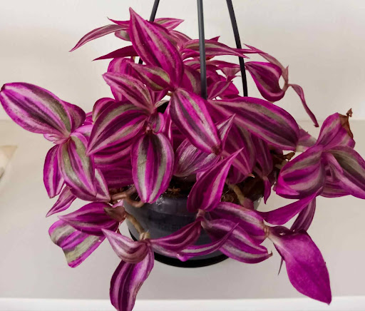 Tradescantia Pink Paradise