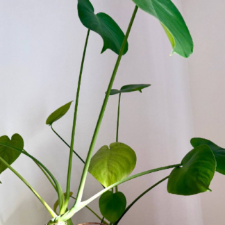 Monstera deliciosa