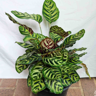 Calathea makoyana