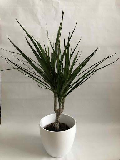 Dracaena Marginata